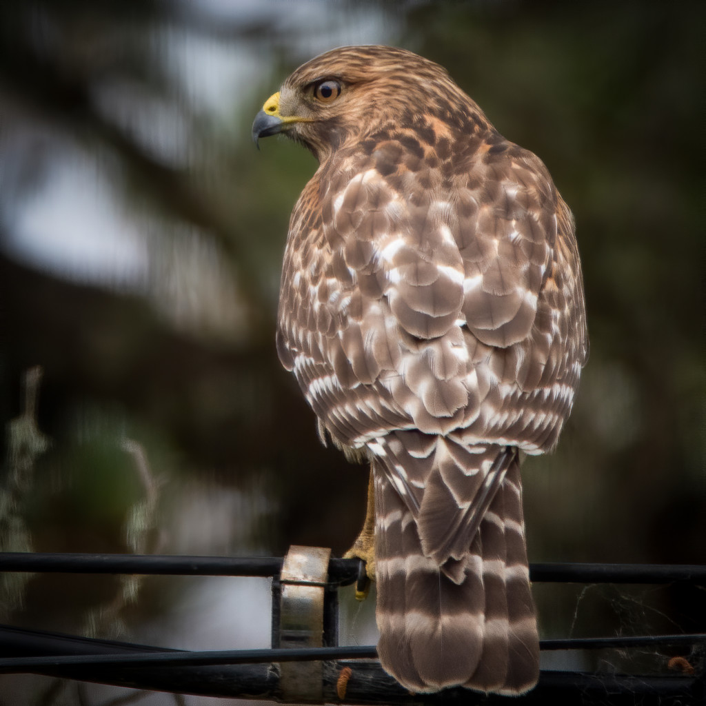Red-shouldered Hawk by nicoleweg