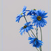 Blue Daisies by lstasel