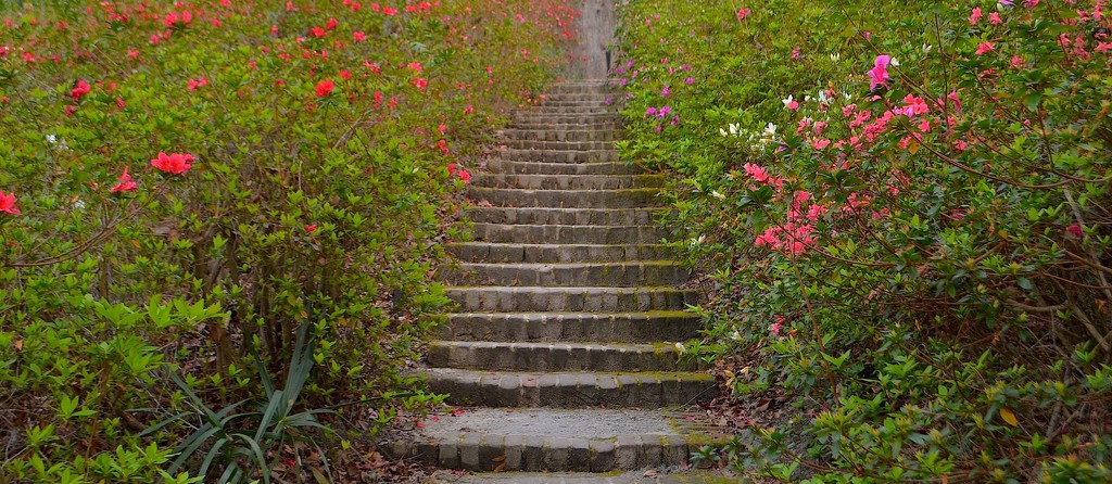 Steps and azaleas at Middleton Place Gardens by congaree