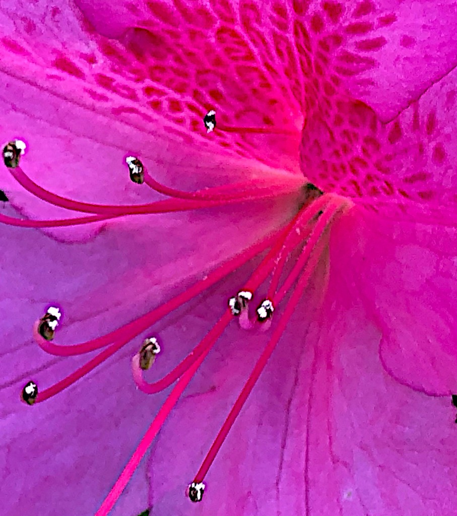 Spectacular azalea closeup by congaree