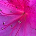 Spectacular azalea closeup by congaree
