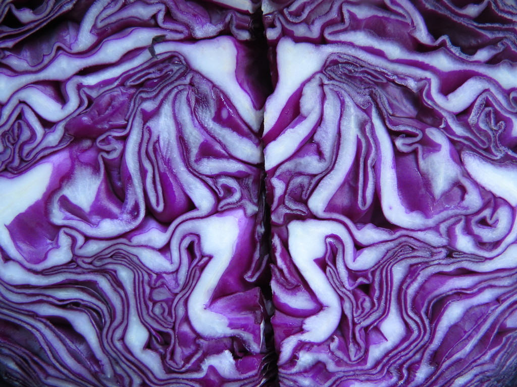 red cabbage is purple by kali66