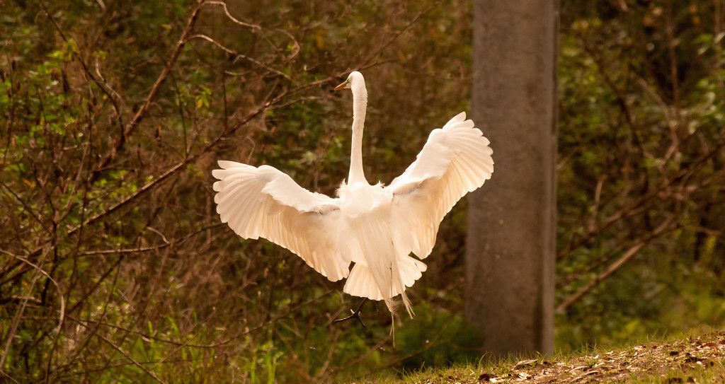 Egret Coming in for a Landing! by rickster549