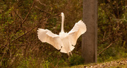 15th Mar 2020 - Egret Coming in for a Landing!