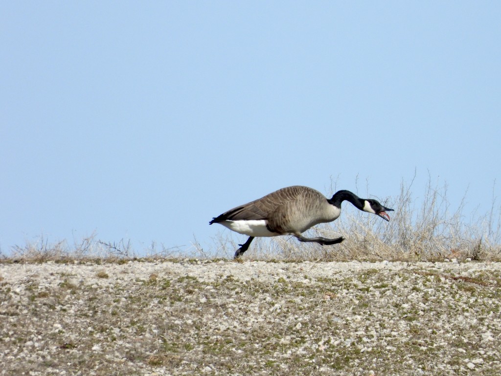 Goose on a mission by amyk