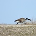 Goose on a mission by amyk