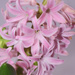 PINK hyacinth by homeschoolmom