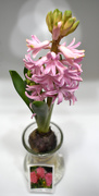 15th Mar 2020 - Pink Hyacinth