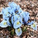 Iris "Katherine Hodgkins" (Dwarf Iris) by sandlily