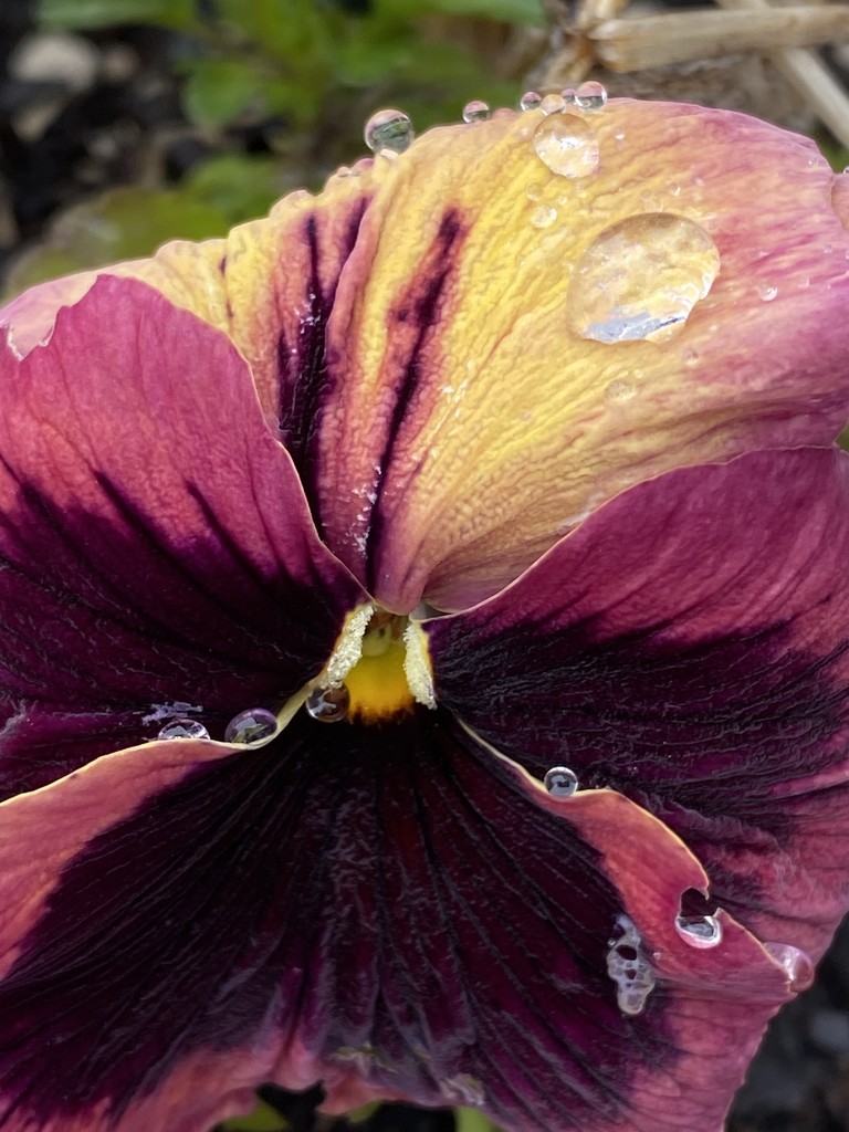 Raindrops on Pansy by clay88