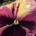 Raindrops on Pansy by clay88