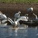 ~Swans~ by crowfan