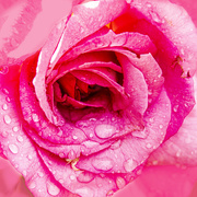 15th Mar 2020 - another pink rose