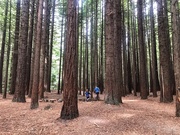 16th Mar 2020 - The Redwoods