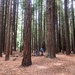 The Redwoods by happypat