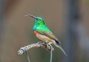 11th Mar 2020 - Double collared Sunbird