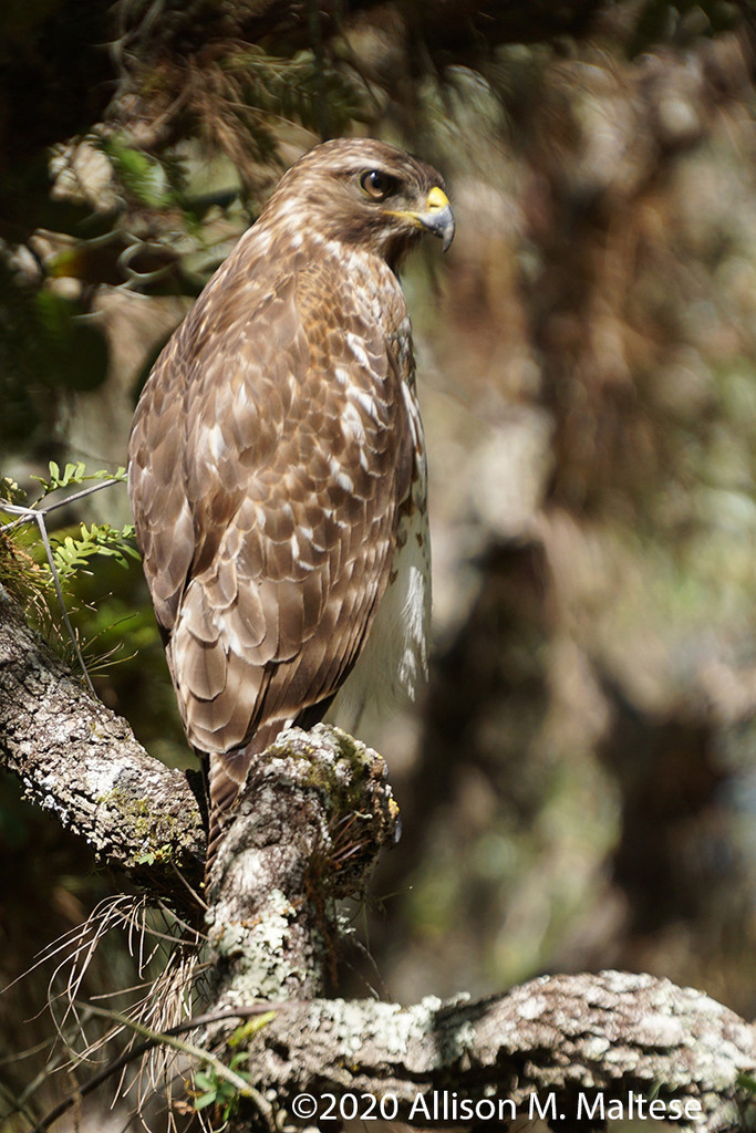 Juvenile Red Shouldered Hawk by falcon11