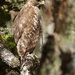 Juvenile Red Shouldered Hawk by falcon11