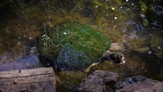 17th Mar 2020 - Turtle at the Ginger Factory ~     