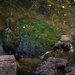 Turtle at the Ginger Factory ~      by happysnaps