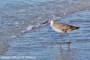 16th Feb 2020 - Wading Willet