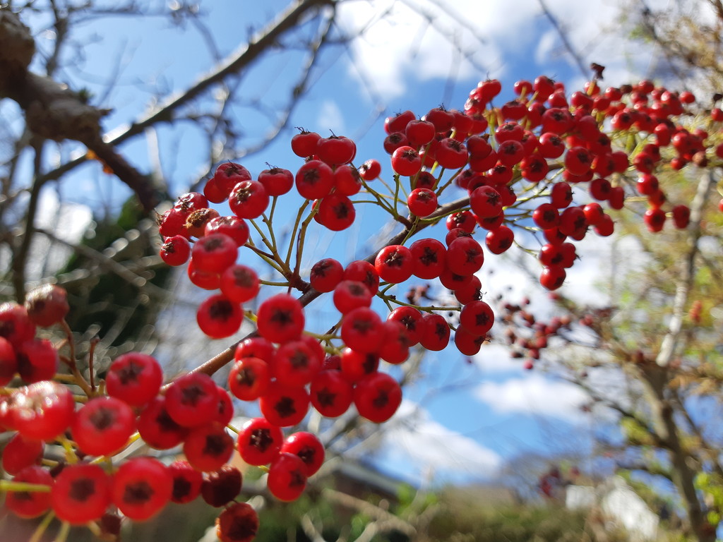 16th March Red Cotoneaster by valpetersen