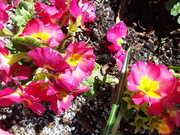 15th Mar 2020 - 15th March Pink Polyanthus