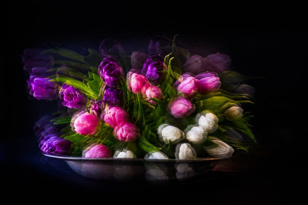 tulips  by jernst1779