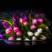 tulips  by jernst1779