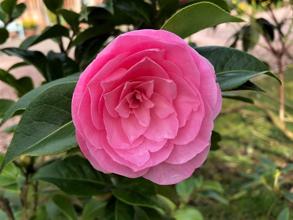 First Camellia Flower by susiemc
