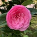 First Camellia Flower by susiemc