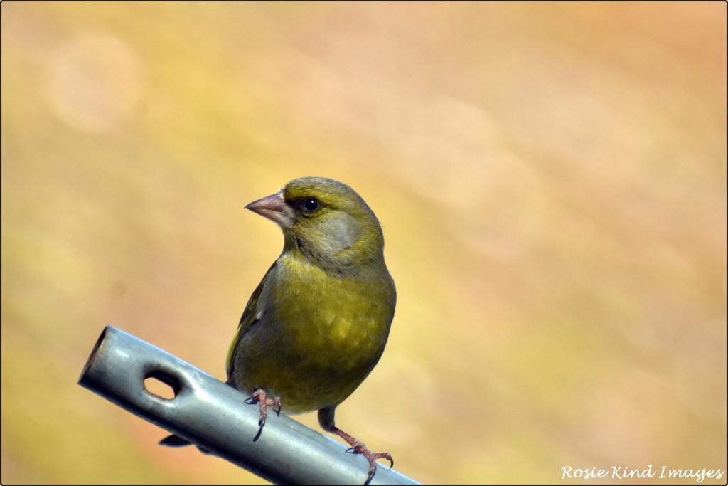 This greenfinch came to see me today by rosiekind