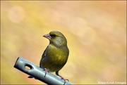 16th Mar 2020 - This greenfinch came to see me today
