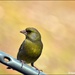 This greenfinch came to see me today by rosiekind