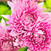 Three Pink Flowers    by yogiw