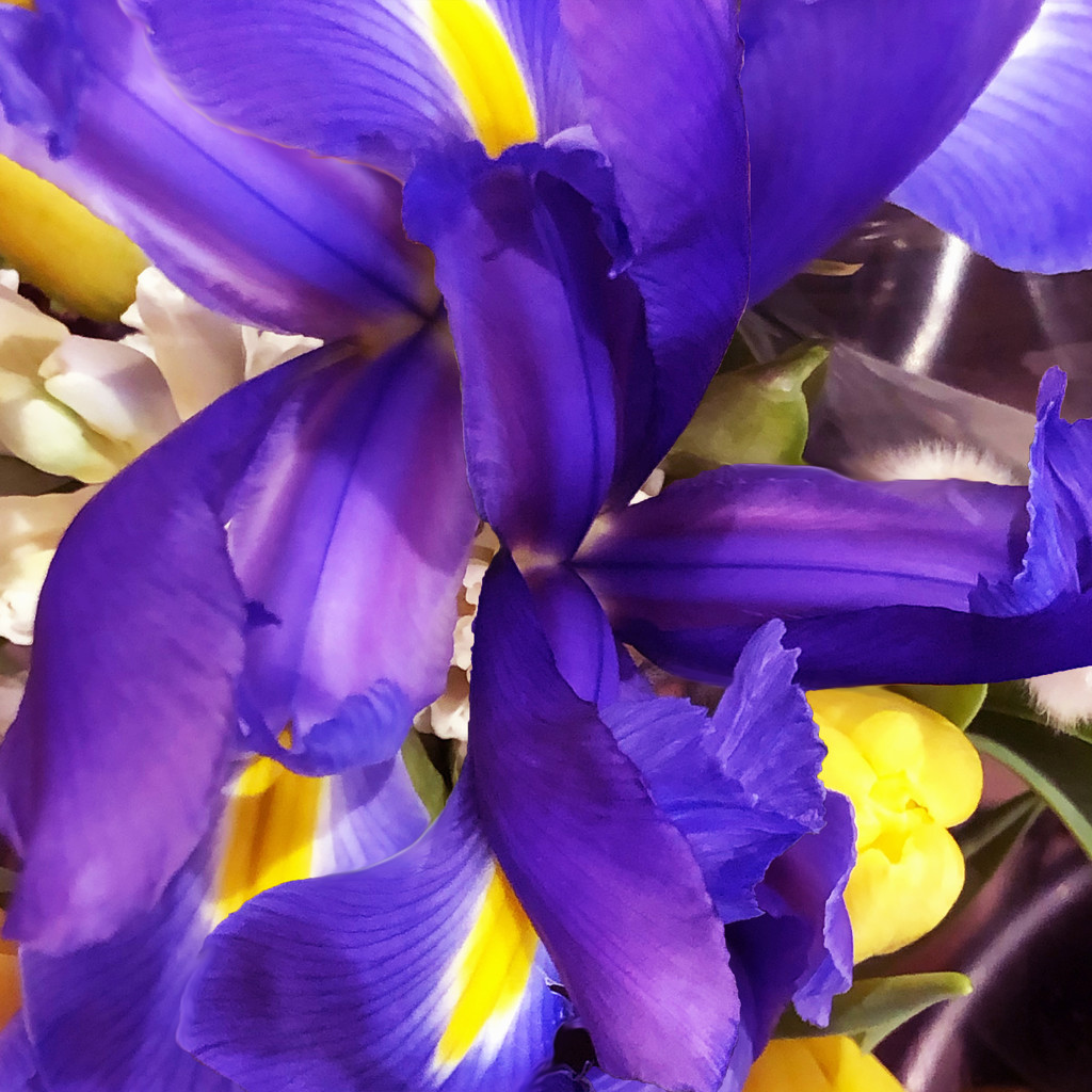 Purple Irises Layered by yogiw