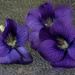 Violets by randystreat