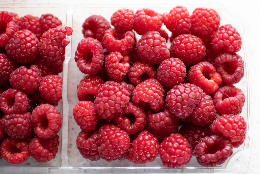 Red Raspberries by kwind