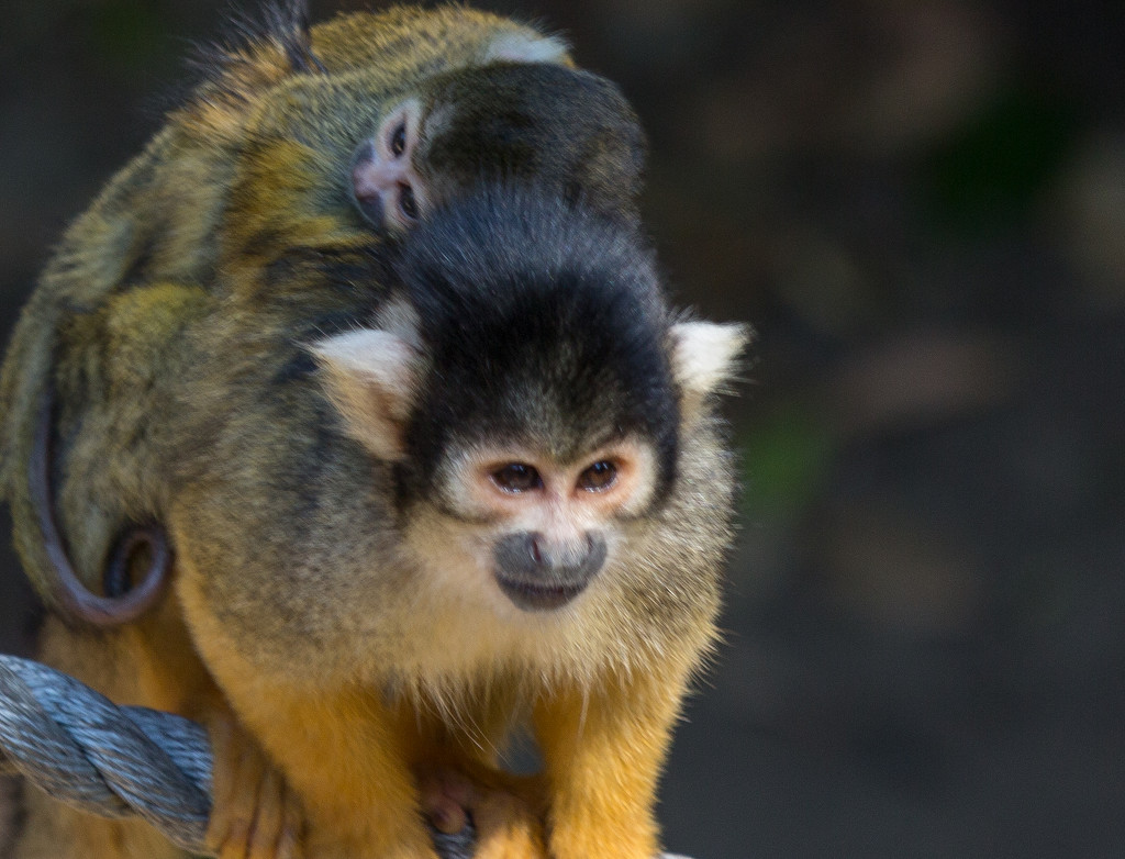 Bolivian squirrel monkey Mum and Baby by creative_shots