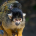 Bolivian squirrel monkey Mum and Baby by creative_shots