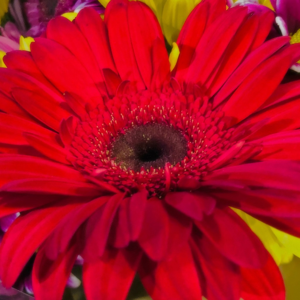 Red Gerber Daisy by yogiw