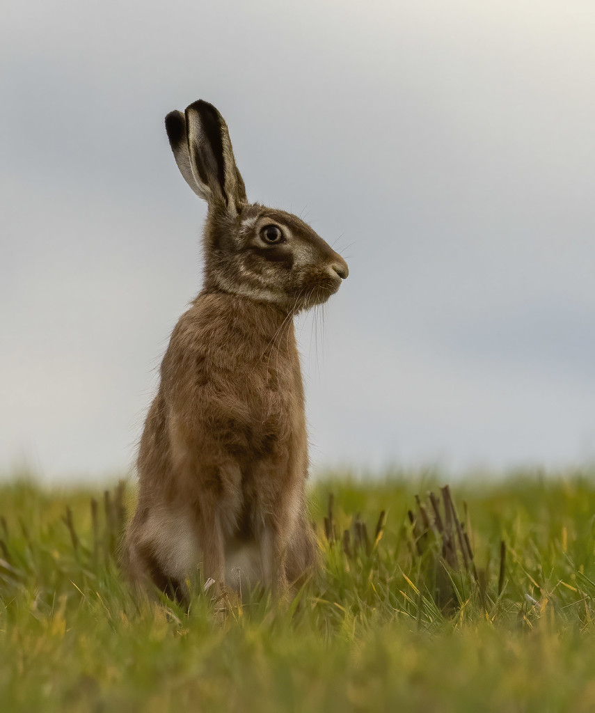 Hare  by shepherdmanswife