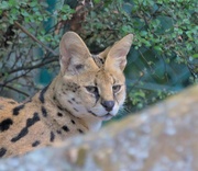 11th Oct 2019 - Finally got him to look - Nice Serval 