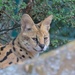 Finally got him to look - Nice Serval  by creative_shots