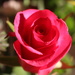 Red Rose by jb030958