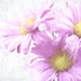 Pink Daisies by lstasel