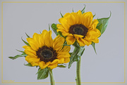 15th Mar 2020 - New Sunflowers