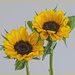 New Sunflowers by lstasel