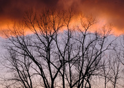 16th Mar 2020 - Trees and Sky