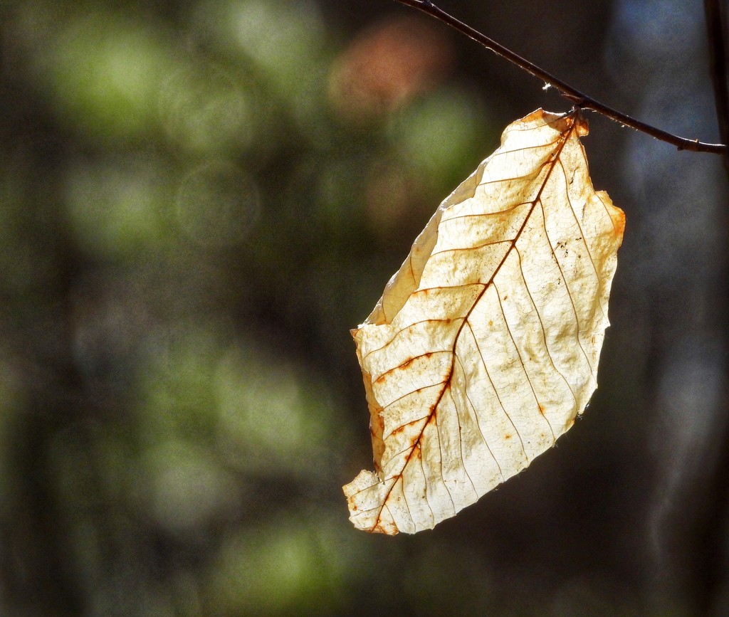 Beech leaf by amyk